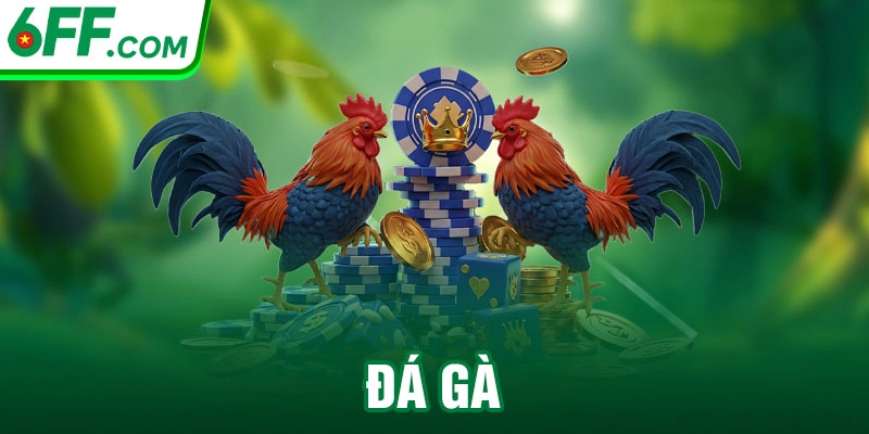 ĐÁ GÀ 6ff