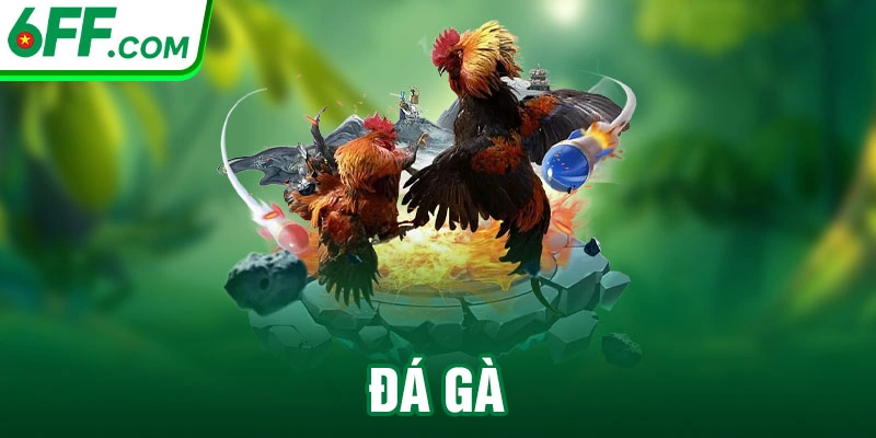 ĐÁ GÀ 6FF